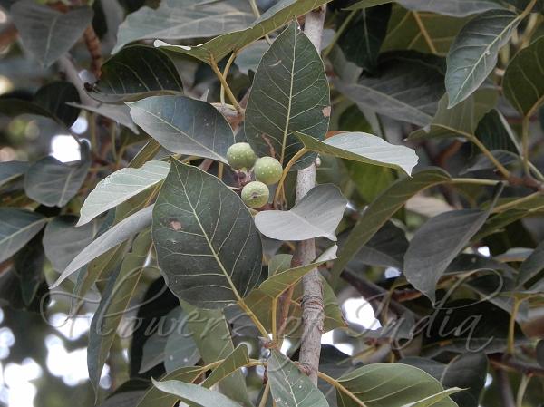 White Fig